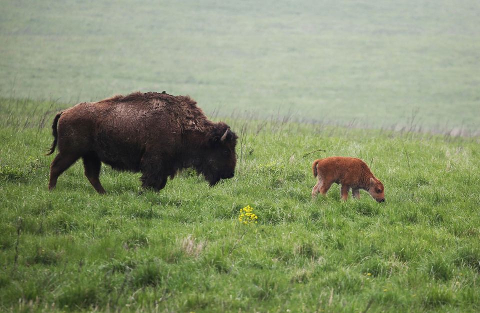 Discovery Isle Bison