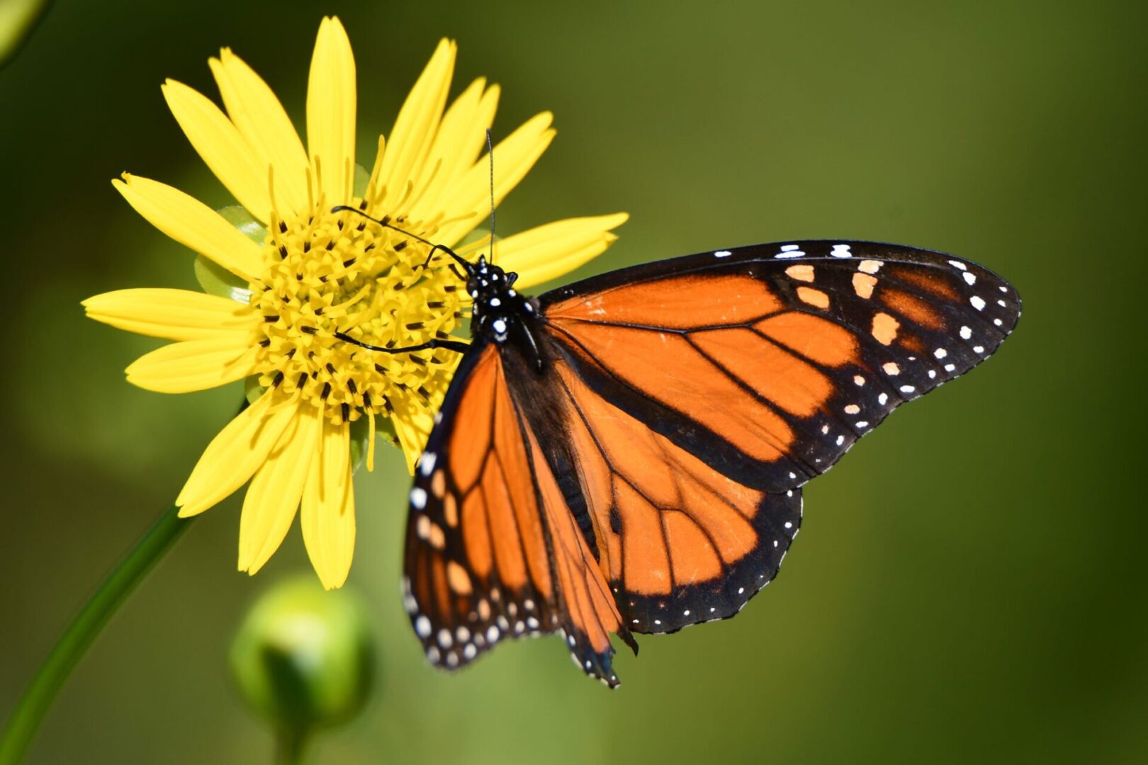 Monarch Butterfly SCAC Garden Glenn P Knoblock Sept-2018