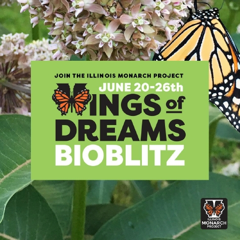 Illinois Monarch Project BioBlitz