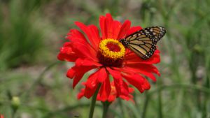 Migratory monarch butterfly now Endangered