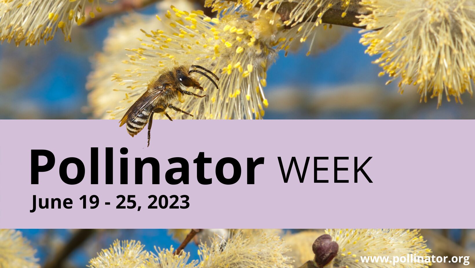 Pollinator Week