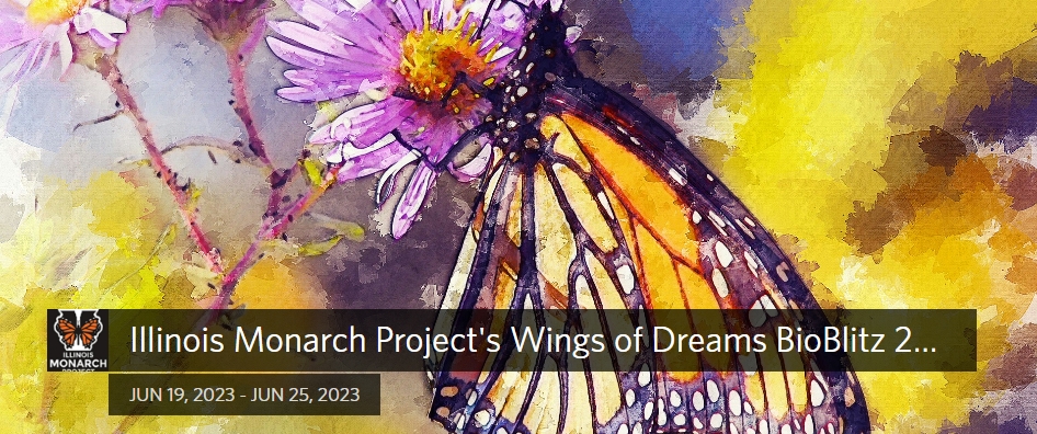 Illinois Monarch Project's Wings of Dreams BioBlitz 2023