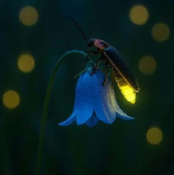 Elkhart Area Com﻿munity Firefly Walk